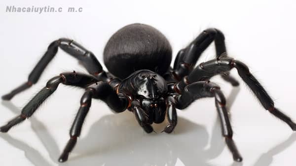 Chiêm bao thấy nhện đen có ý nghĩa gì?