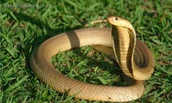 Mộng thấy rắn vào nhà là điềm tốt hay xấu?
