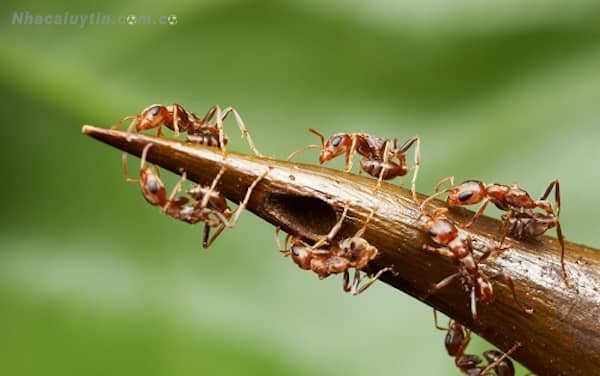 Chiêm bao thấy kiến đang bò làm tổ trong nhà