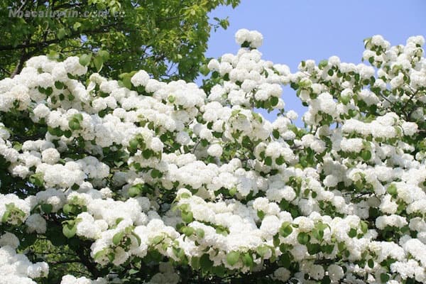 Chiêm bao thấy trồng hoa màu trắng